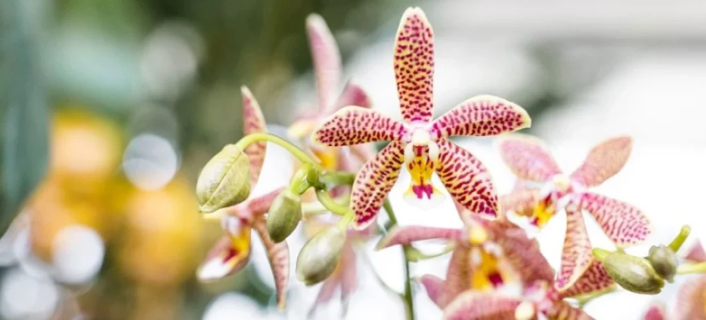 orquideas flores diseño de jardin flores de otoño araucana jardines