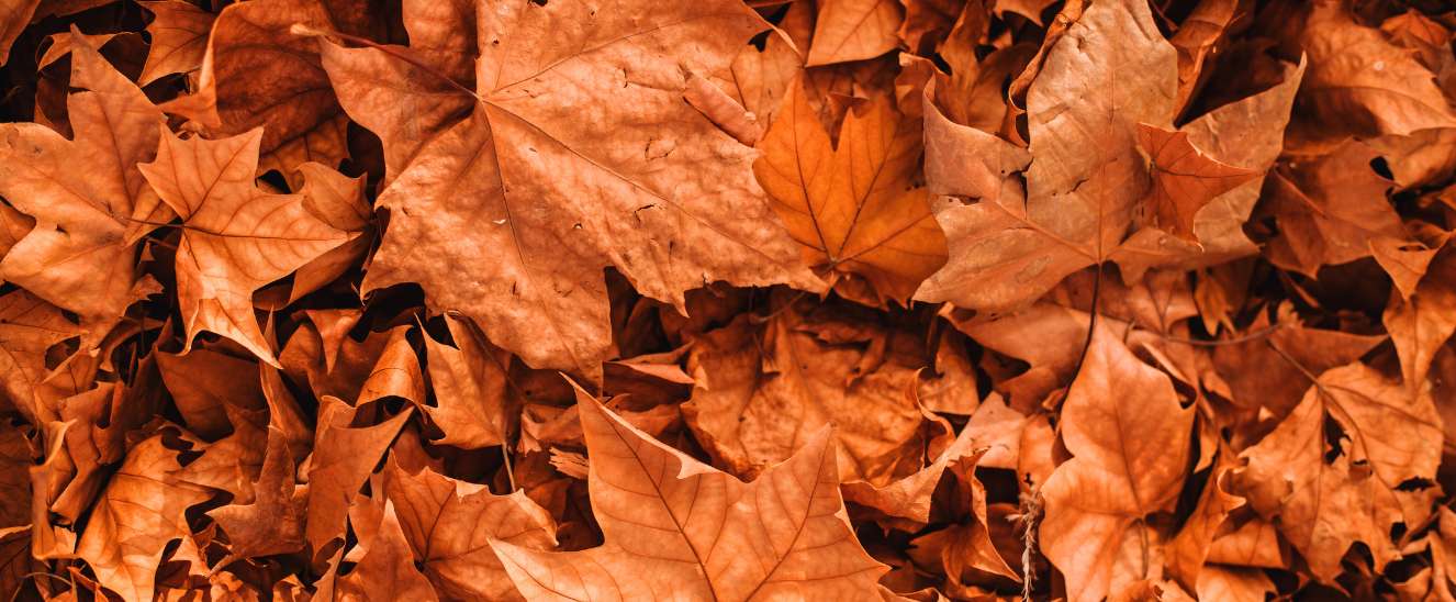 Prepara tu Jardín para el Otoño con estos consejos esenciales para mantenerlo saludable y listo para la próxima temporada.