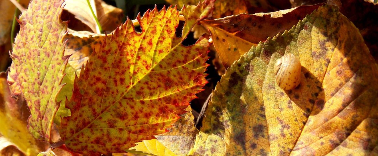 Conoce cómo prevenir y combatir las plagas de jardín más comunes durante el otoño. Protege tu espacio verde incluso con la llegada del frío.