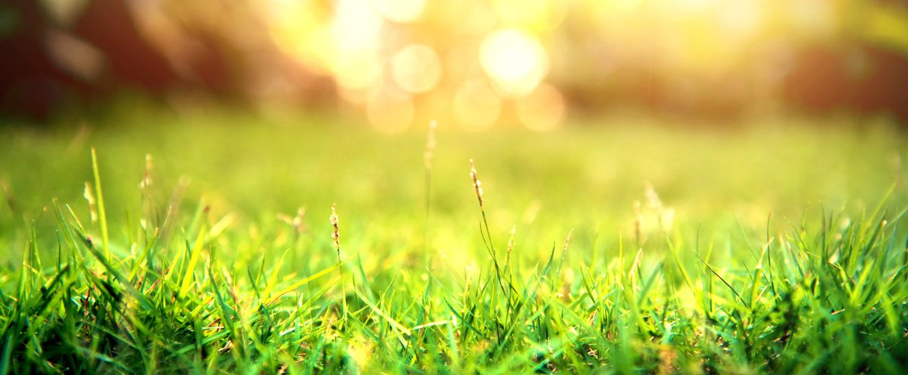 La siembra de césped puede transformar tu jardín, pero es esencial considerar el clima y las condiciones ambientales para seleccionar el tipo de césped más adecuado.